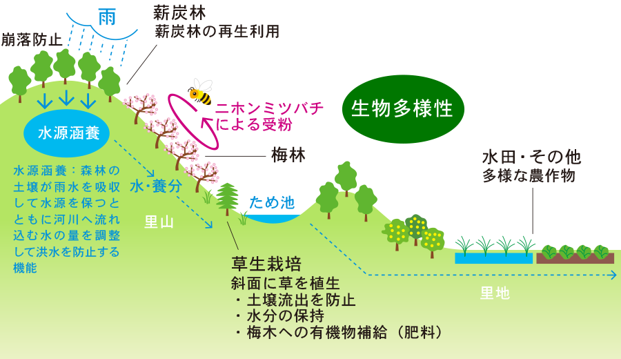 循環型の梅の栽培